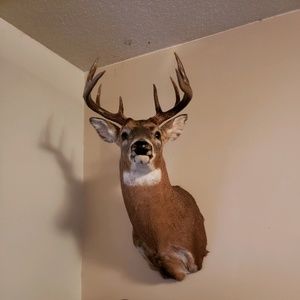 Meet your Posher, Tom